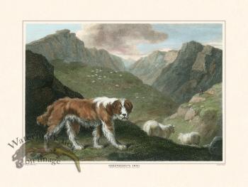 TSR Shepherds Dog